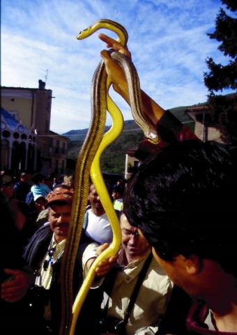 Snake Celebration. (Cocullo, Central Italy)
